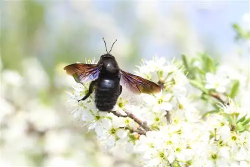 calabrone nero