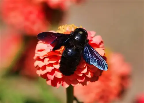 calabrone nero