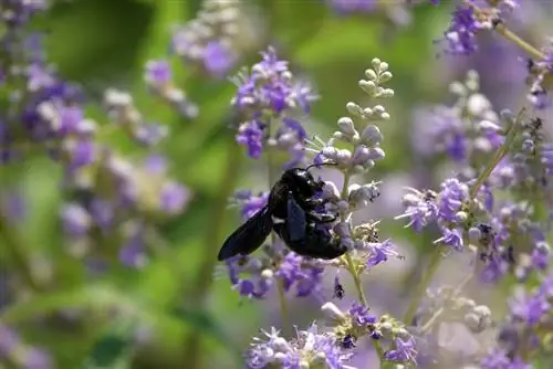 calabrone nero