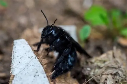 calabrone nero