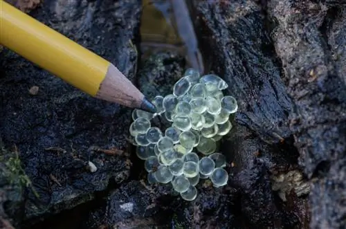 Uova di lumaca in giardino: come riconoscerle e combatterle?