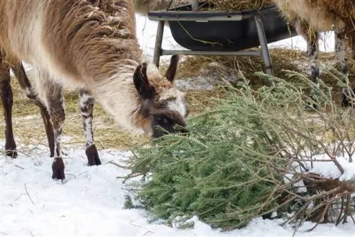 Kutupa miti ya Krismasi