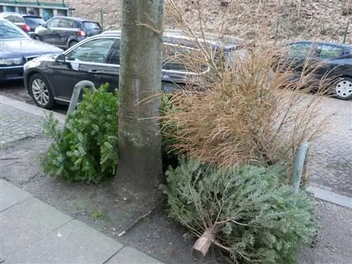 Disposing of a Christmas tree: tips and options