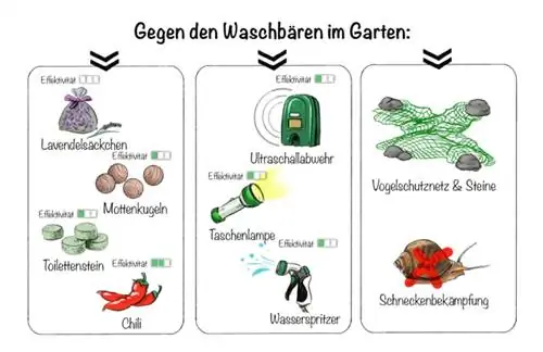 Hoe om ontslae te raak van wasbeer in die tuin