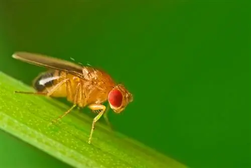 Mosca dell'aceto di ciliegia