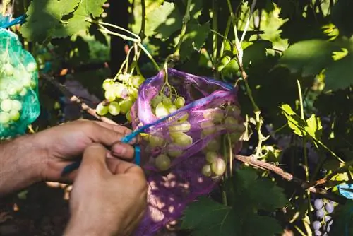 Ķiršu etiķa mušu trauksme? Kā saglabāt augļu ražu