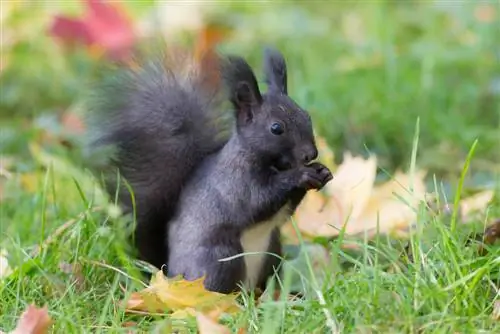 black squirrels