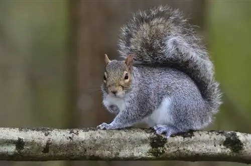 black squirrels