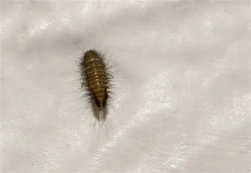 Larva dello scarabeo dei tappeti