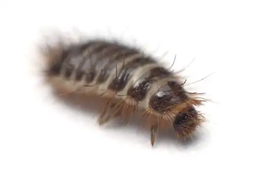 Larva dello scarabeo dei tappeti