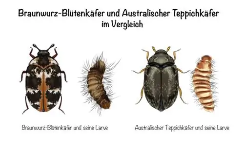 Krahasimi i brumbujve të luleve të fikut dhe brumbujve të tapetit australian