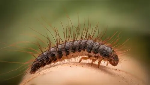 larva del escarabajo de la alfombra