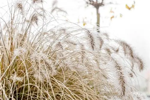 Издръжлива трева Pennisetum? Зимуване и грижи