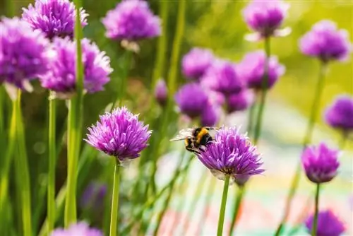 gräslök blommor