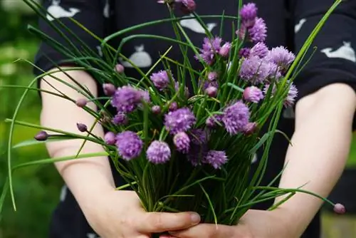 gräslök blommor