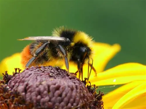 Meadow bumblebee: Όλα όσα πρέπει να ξέρετε για τον φίλο του κήπου