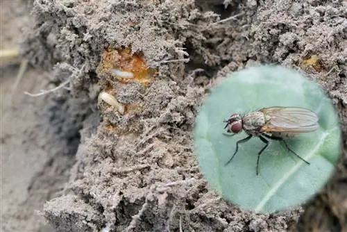 mosca de la col