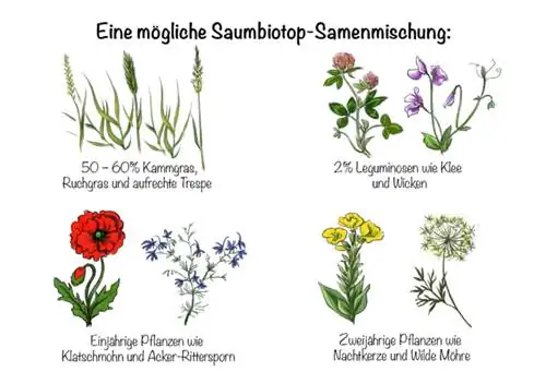 Kopūstinės musės: pasienio biotopo iliustracija