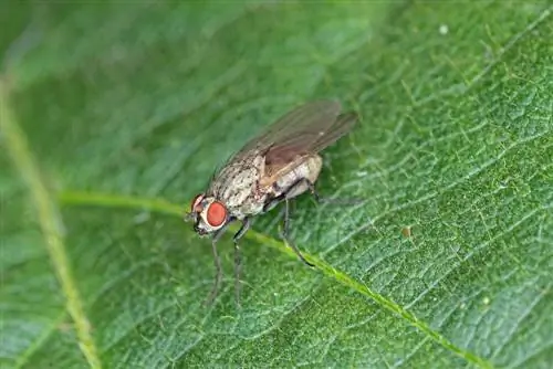 mosca de la col