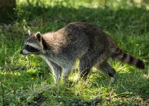 cacca di procione