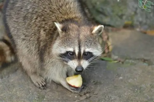 raccoon poob