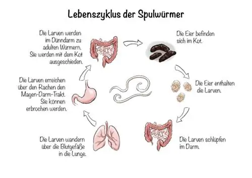 Жизненный цикл круглых червей