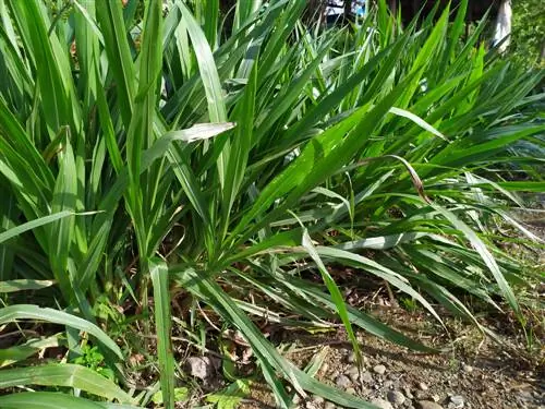 Pędy trawy Pennisetum