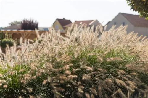 Pennisetum erkély