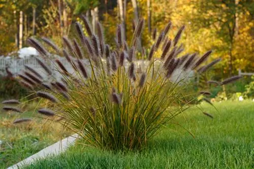 Tręšti pennisetum žolę