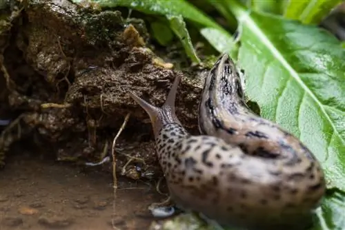 Tierslak in die tuin: Alles oor hierdie nuttige helper