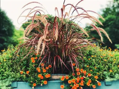 Pennisetum nel secchio