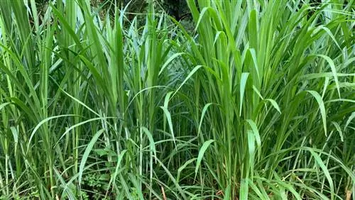 Rumput Pennisetum tidak berbunga