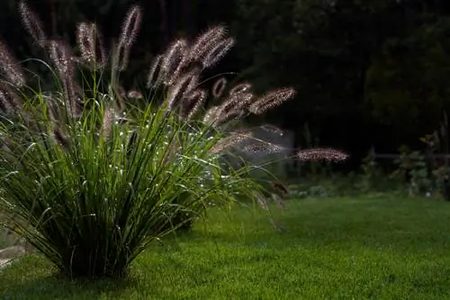 Pennisetum Бийиктиги: Сиздин бакчаңыз үчүн кандай өлчөмдө?