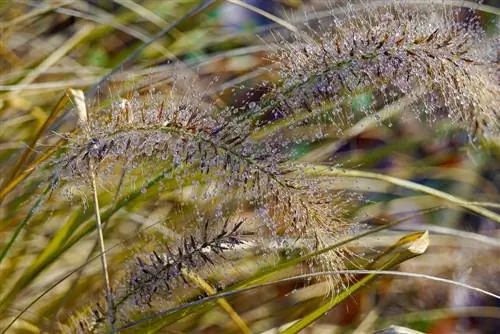 Pennisetum թունավոր