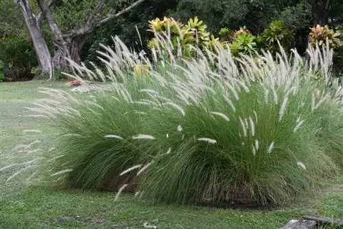 Pennisetum planter