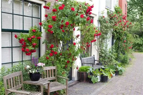 Plant of the Month: Climbing Roses - Beauty & Care Tips