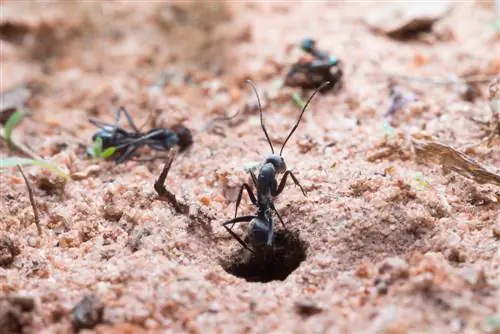 Ants in the garden: What role do they play in the ecosystem?