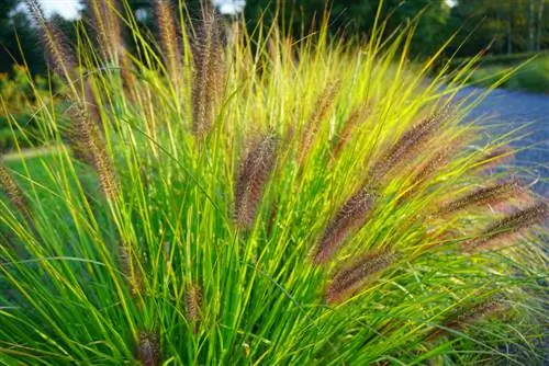 Pennisetum variëteite