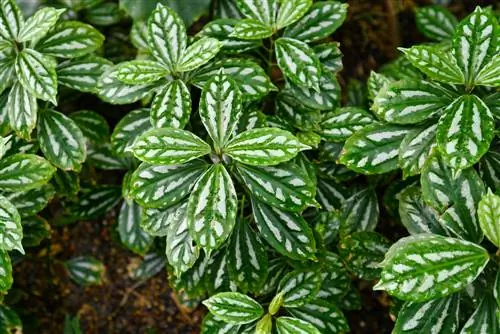 מינים Pilea: גלה את המגוון של צמח העב" מים