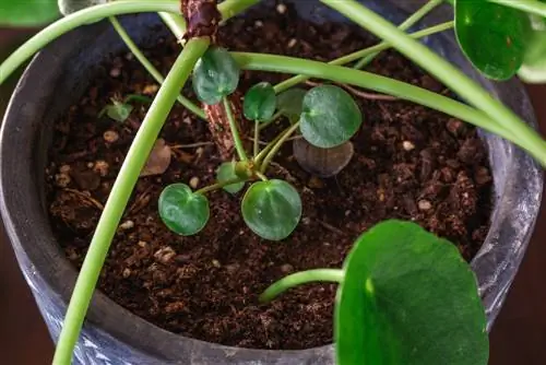 Pilea offshoot