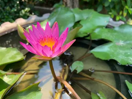 Lotus flower sa isang palayok: Ganito gumagana ang pag-aalaga at paglilinang