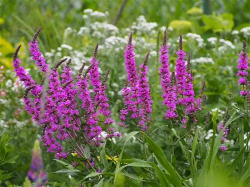 loosestrife cutting