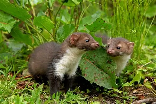 Temporada de apareamiento de las martas: ¿Qué significa eso para los humanos y los animales?