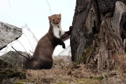 Martens a ház közelében: mekkora lehet?