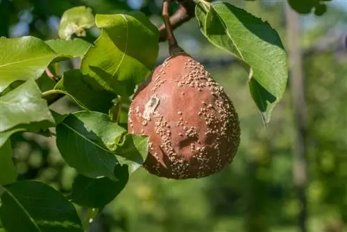 Monilia'yı tanıyın ve başarılı bir şekilde mücadele edin