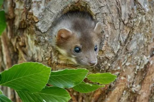 Marten geslote seisoen: Hoekom, wanneer en hoe lank duur dit?