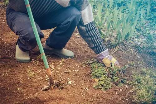 ניכוש עשבים קל: השתמשו באבק בצורה נכונה