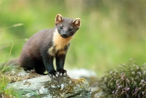 marten պրոֆիլը