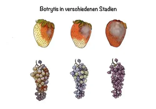 Botrytis in verschillende stadia