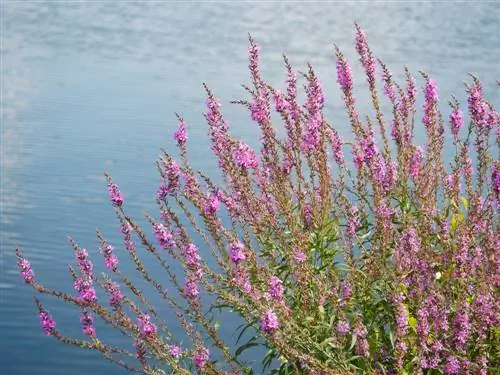 locație loosestrife